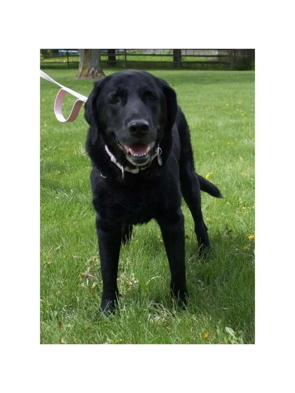 Grrrip Dual Handle Dog Leash 6FT Heavy Duty No Pull Training Lead Medium Large